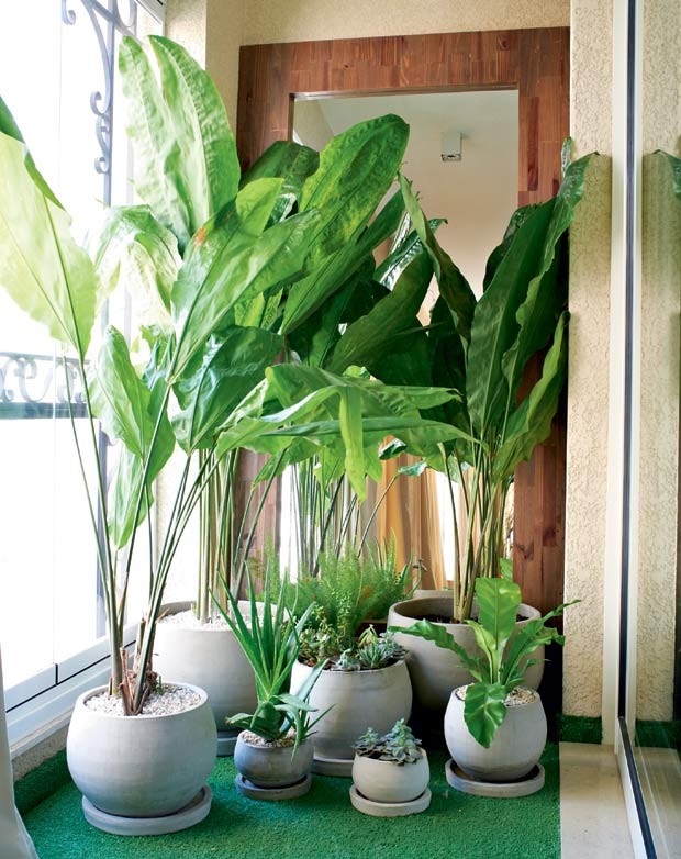 13 plantas para cultivar dentro de casa - Casa e Jardim | Paisagismo
