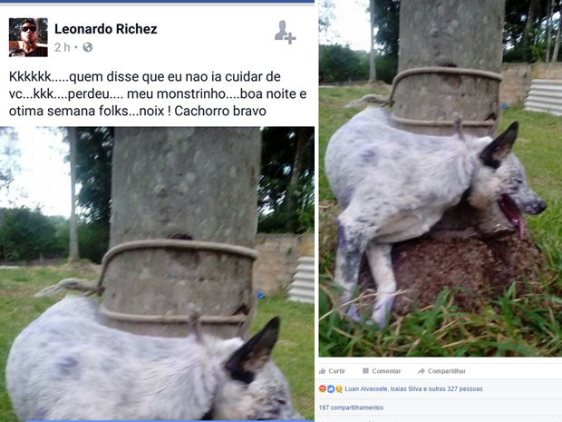Dono Posta Foto De Cao Amarrado Em Arvore E Recebe Ameacas Na Internet Sorocaba E Jundiai G1