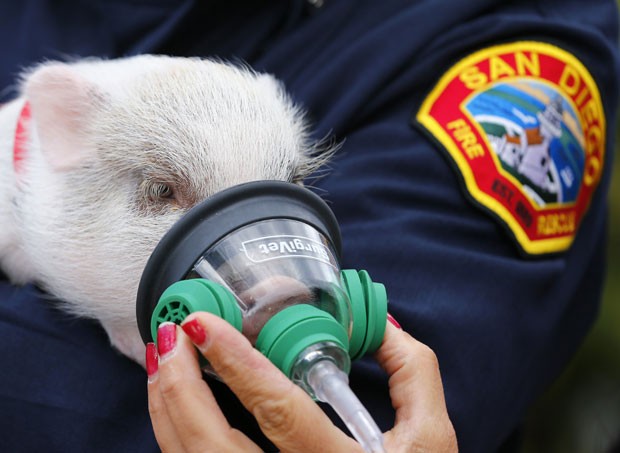 Filhote de porco é "atendido" por bombeiro durante teste com máscara de oxigênio própria para animais (Foto: Mike Blake/Reuters)