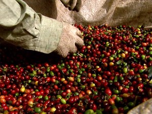 Os grãos de café são ensacados em máquinas e recebem lacre e código de barras (Foto: Reprodução/EPTV) Os grãos de café são ensacados em máquinas e recebem lacre e código de barras (Foto: Reprodução/EPTV)