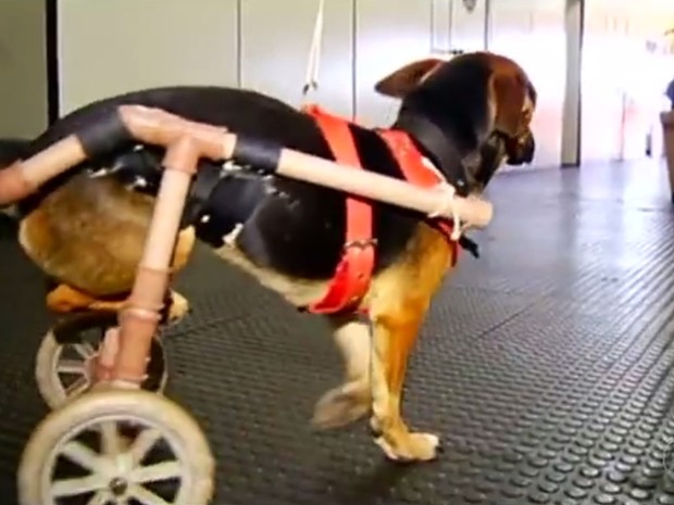 Cachorro ganhou andador improvisado e um novo lar, em Rio Verde, Goiás (Foto: Reprodução/TV Anhanguera)