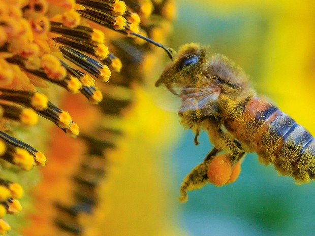Uma abelha coberta de pólen voa para um girassol em um campo perto de Frankfurt, no leste da Alemanha (Foto:  Patrick Pleul/dpa via AP)