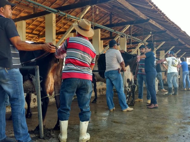 Um dos pontos positivos, segundo o programa,  a padronizao do rebanho (Foto: Divulgao/ Rio Rural)