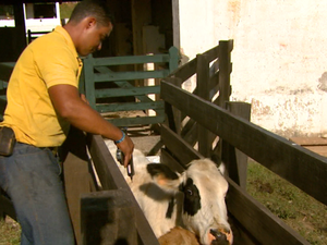 Pecuaristas vacinam gado contra a febre aftosa na região de São João (Foto: Oscar Herculano Jr / EPTV)