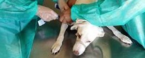 Zoonoses usa cães como 'cobaias' em curso para coletar sangue no DF (G1)