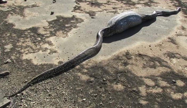 Cobra enorme morreu aps devorar porco-espinho em reserva sul-africana (Foto: Reproduo/Reddit/BigDeadPixel)