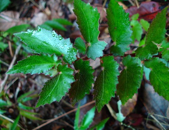 Nova espécie de planta encontrada no Espírito Santo, batizada de Begonia jaguarensis (Begônia rasteira) (Foto: Reserva Natural Vale)