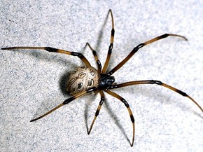 Aranha Viuva Marrom Toma O Lugar Da Viuva Negra Nos Eua Diz Estudo Natureza G1