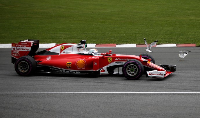 Gaivotas voam após passagem de Sebastian Vettel no GP do Canadá (Foto: Reuters)