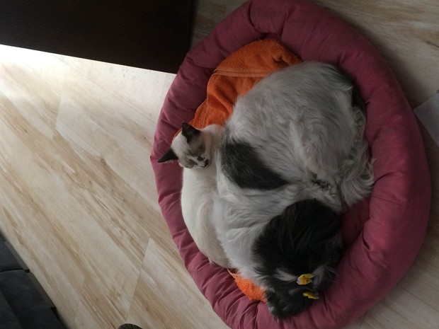 Natali já tinha uma cachorrinha quando adotou Dallas (Foto: Natali de Oliveira/Arquivo Pessoal) Natali já tinha uma cachorrinha quando adotou Dallas (Foto: Natali de Oliveira/Arquivo Pessoal)