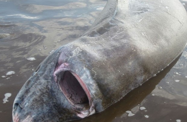 Dupla salva tubarão que estava engasgado com alce no Canadá (Foto: Reprodução/Facebook/CBC)