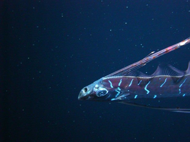 Exemplar de peixe-remo, também chamado de regaleco, que foi encontrado no Golfo do México (Foto: Mark Benfield/Louisiana State University)