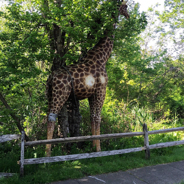 Girafa gigante de madeira intriga moradores em cidade dos EUA (Foto: Reprodução)