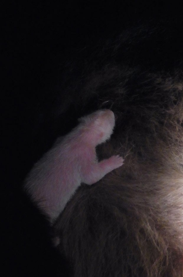 O filhote no colo da mãe (Foto: Cortesia do Parque Zoológico de Tóquio)