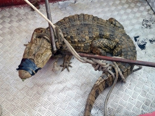 G1 Jacaré de dois metros é capturado na zona rural de Cabo Verde MG