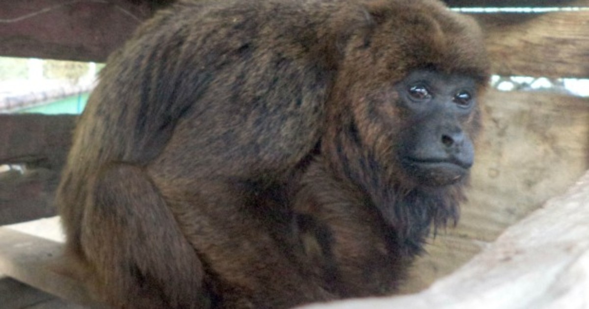 Macaco ameaçado por cães é resgatado em Nova Venécia, ES - Globo.com