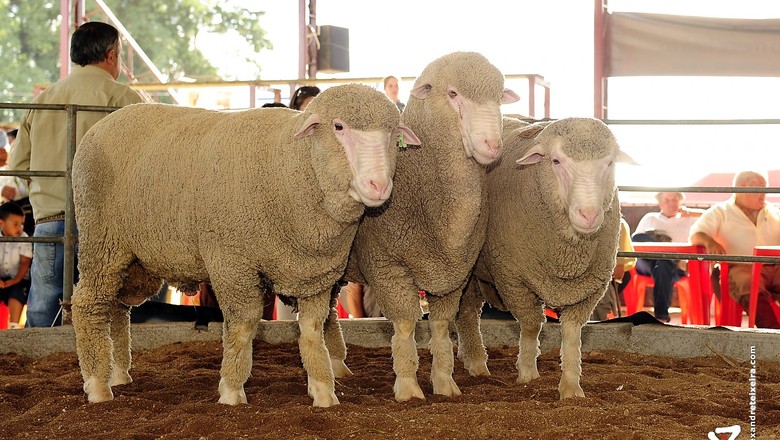 Criação de caprinos e ovinos é destaque da Globo Rural de junho/julho