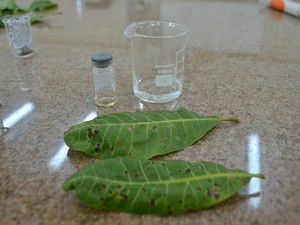 Óleo de plantas nativas é diluído e aplicado para teste nos fungos das plantas (Foto: Valéria Oliveira/ G1)