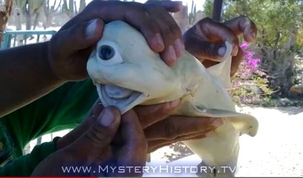 Feto ciclope estava em fêmea de tubarão capturada no Golfo da Califórnia. (Foto: Reprodução/YouTube)