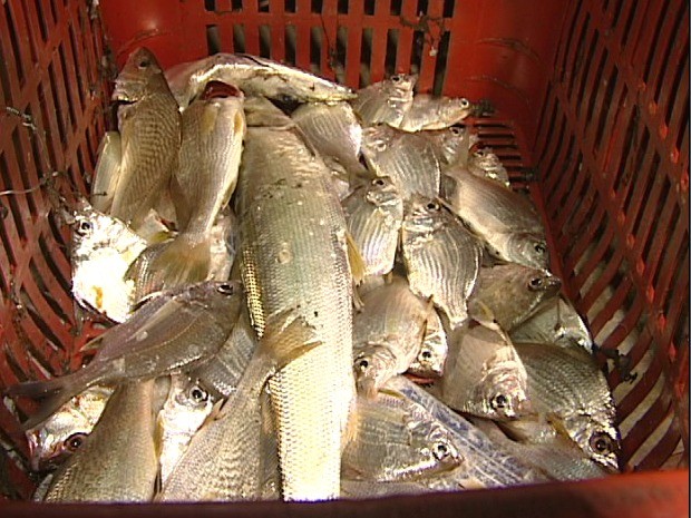 Peixe seria para consumo da família, disseram homens presos (Foto: Reprodução/TV Gazeta)