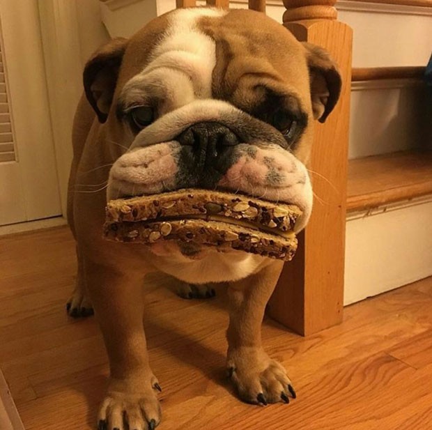 Cão da raça buldogue abocanhou sanduíche inteiro (Foto: Reprodução/Imgur/)