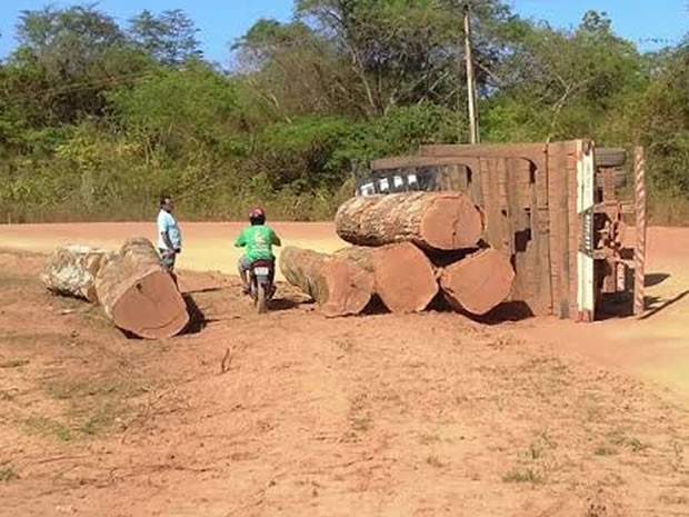 G1 Caminhão carregado toras de madeira tomba na rodovia PA 255