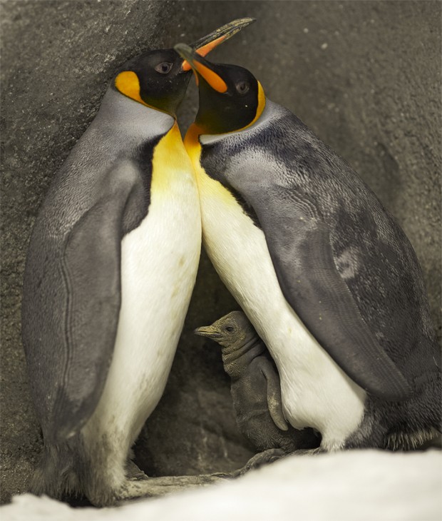 Casal de pinguins-imperadores gays com filhote 'adotado' em zoo na Dinamárca (Foto: Divulgação/Ard Joungsma/Zoológico Odense)