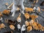 Ilha japonesa tem população de gatos 6 vezes maior do que a de humanos Ilha japonesa tem população de gatos 6 vezes maior do que a de humanos