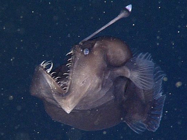 O exemplar filmado é uma fêmea de 9c m que estava a 600 m de profundidade  (Foto: BBC)
