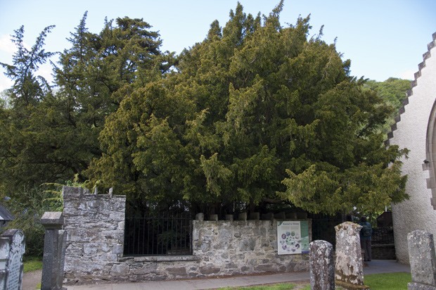 'Teixo de Fortingall', considerada como a árvore mais velha do Reino Unido, fica em pátio de igreja em Perthshire, na Escócia (Foto:  Paul Hermans/Creative commons)