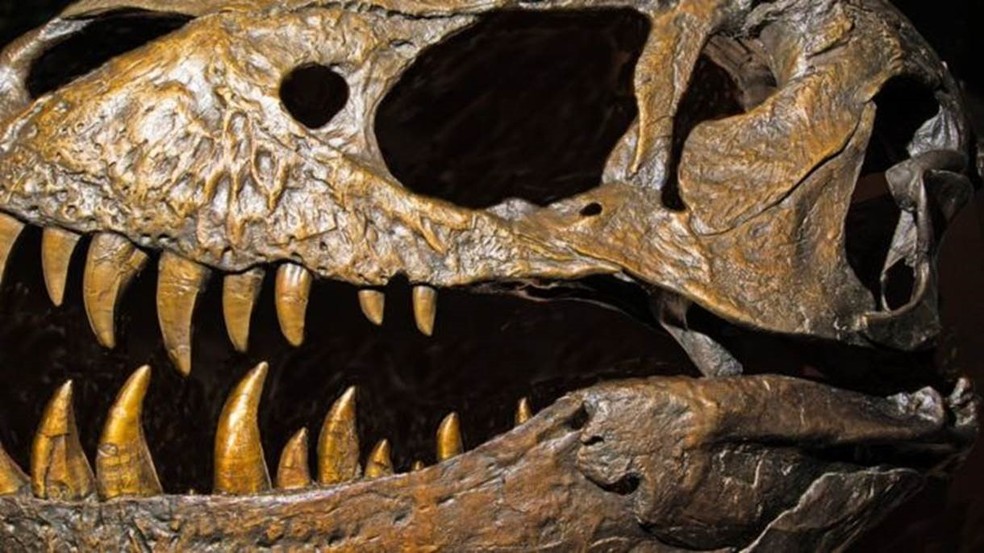 Os dinossauros mais salvagens e carnívoros, como o tiranossauro, foram reclassificados (Foto: Millard H. Sharp)