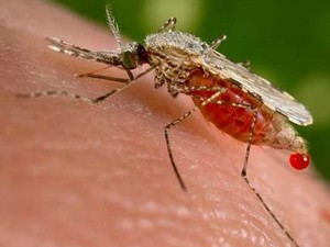 Mosquito Anopheles stephensi, transmissor da malária, picando uma vítima (Foto: (Foto: Jim Gathany/CDC/Reuters))