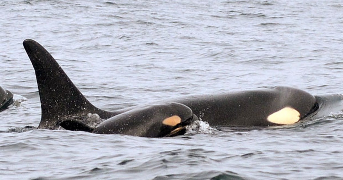 Natureza - Cientistas avistam filhote de orca no litoral dos EUA