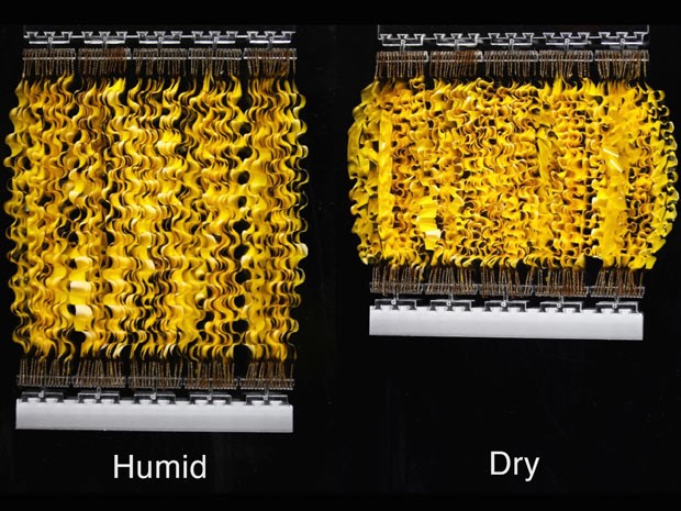"HYDRAs" são músculos artificiais que se extendem e contraem em resposta a mudanças na umidade (Foto: Xi Chen/Divulgação) "HYDRAs" são músculos artificiais que se extendem e contraem em resposta a mudanças na umidade (Foto: Xi Chen/Divulgação)