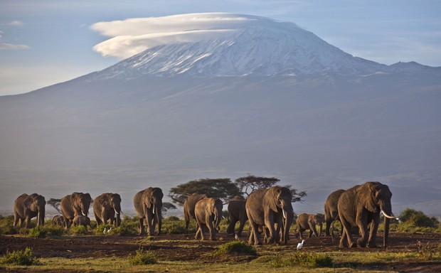   Foto de arquivo de 17 de dezembro de 2012 mostra elefantes no Parque Nacional Amboseli, no sul do Quênia, com o monte Kilimanjaro, na Tanzânia, ao fundo   Foto de arquivo de 17 de dezembro de 2012 mostra elefantes no Parque Nacional Amboseli, no sul do Quênia, com o monte Kilimanjaro, na Tanzânia, ao fundo (Foto: AP Photo/Ben Curtis, File)