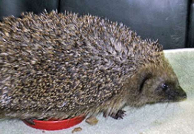 Animal foi achado em jardim de casa em Whatley (Foto: Divulgação/RSPCA)