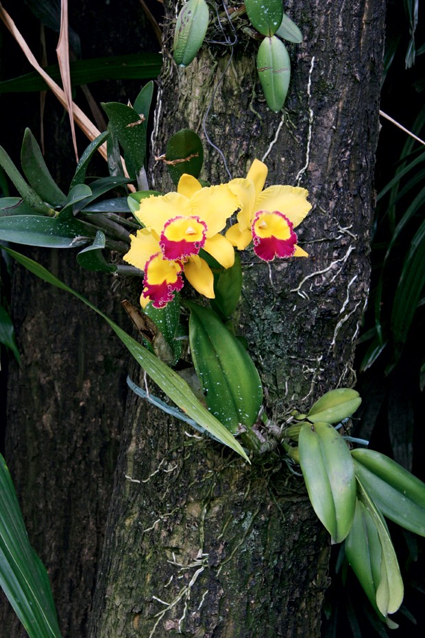 Posso plantar orquídea em qualquer tipo de madeira? #orquidea #orquide