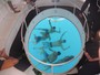 Medina e colegas da elite do surfe viram "peixes de aquário" em Noronha