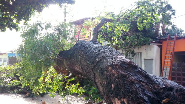 Árvore tombou na frente da casa da aposentada Maria das Dores, em Felipe Camarão (Foto: Jorge Talmon/G1)