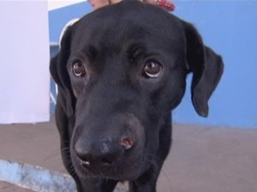 Cachorro Que Levou Um Tiro No Focinho Tem Alta No Distrito Federal Distrito Federal G1 Tempo atrás a gente tinha um cachorro que meu pai ganhou, o pai deu o nome de lobo, era uma raça misturada, rottweiler com uma outra raça que não sei qual era. g1 globo