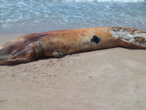 G1 Baleiaé encontrada morta em praia de Rio das Ostras, no RJ notícias em Regi u00e3o dos Lagos Armario A Medida Barato ~ G1 Baleiaé encontrada morta em praia de Rio das Ostras, no RJ notícias em Regi u00e3o dos Lagos
