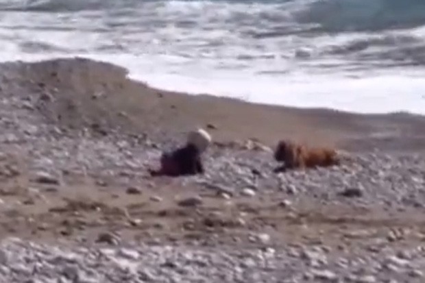 Cão correu pela praia e parou em frente a bebê para impedir que criança avançasse em direção ao mar (Foto: YouTube/Reprodução/Kanalistan)