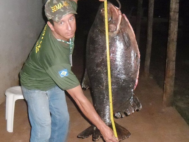 Técnico da Sema mede peixe de 1,10 metro (Foto: Assessoria/ Sema-MT)