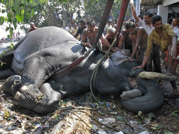 Apesar do resgate, animal no resistiu e morreu aps receber assistncia veterinria (Foto: Sivaram V/Reuters)