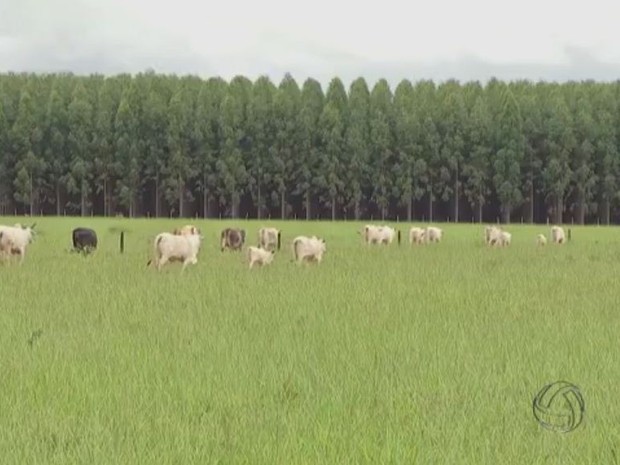 Fazenda Chaparral investiu na integração agricultura-pecuária-floresta para explorar todo seu potencial produtivo e se tornou modelo em MS (Foto: Reprodução/TV Morena)