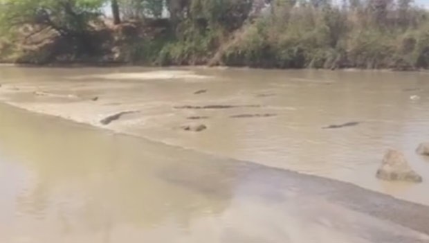 Pelo menos 30 crocodilos foram filmados ao lado de estrada alagada que cruza rio na Austrália (Foto: Reprodução/Facebook/Dhipirri Barra and Sportfishing Lodge Arnhemland)