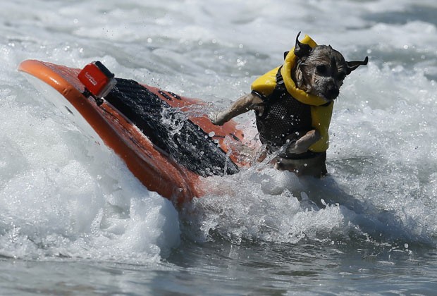 Cachorro leva tombo enquanto surfava onda na Califrnia. (Foto: Lucy Nicholson/Reuters)