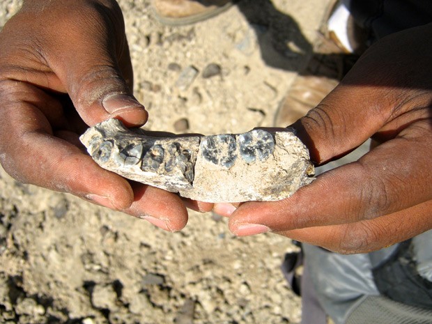 Pesquisador segura mandíbula encontrada na Etiópia  (Foto: Kaye Reed/Divulgação)