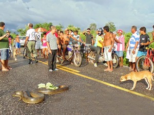 Curiosos se aglomeraram no local para ver o resgate do animal (Foto: Ronaldo Bastos / Portal Longa)