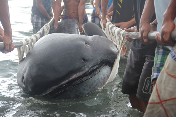 Tubarão-boca-grande é retirado do mar por pescadores nas Filipinas (Foto: Reuters/Rhaydz Barcia)